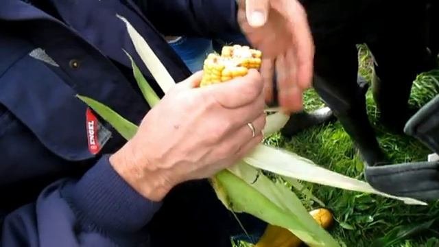 оценка силоса и сроки уборки кукурузы