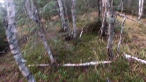 Охота с гончими на зайца.