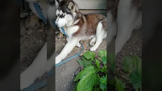 Хаски укусил клещ смотреть онлайн