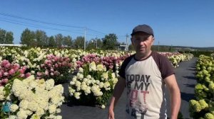 Парк гортензий в питомнике Веры Глуховой, Самара