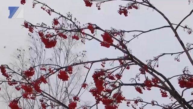 Свиристели прилетели смотреть онлайн