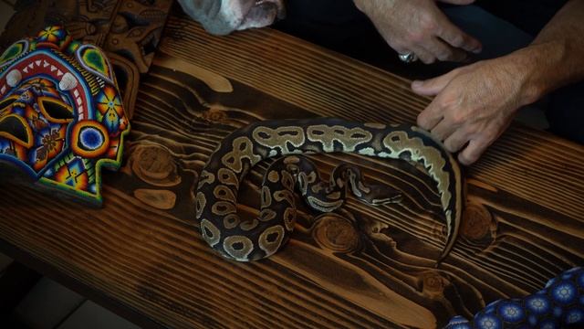**Help** Can you tell the Morph? Ball python morph. I am guessing its an HRA.