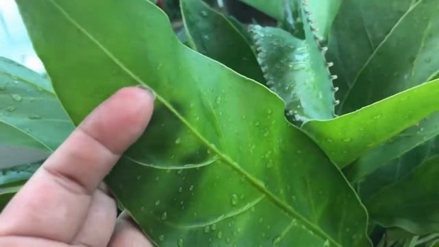 Philodendron Martianum