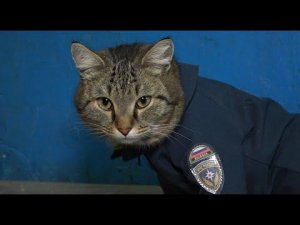 Кот-пожарный | Тюменский район