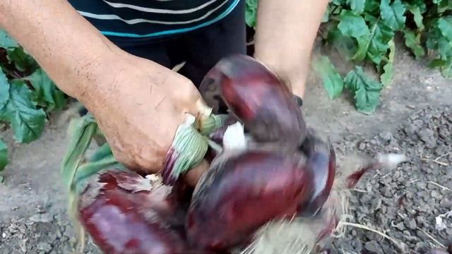 Ялтинский южный лук через рассаду, в средней полосе смотреть онлайн