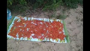 Заготовка шиповника на зиму