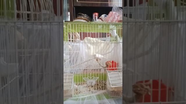 Канарейки. Пение Канарейки