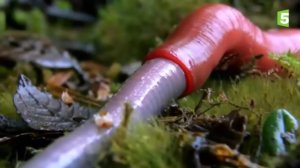 Гигантская красная пиявка за обедом.