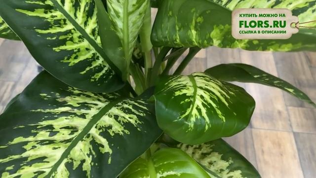 Диффенбахия Рева - шикарная огромная диффенбахия | Обзор сорта | Крупномер для озеленения смотреть онлайн