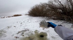 ловля карася на  хапугу