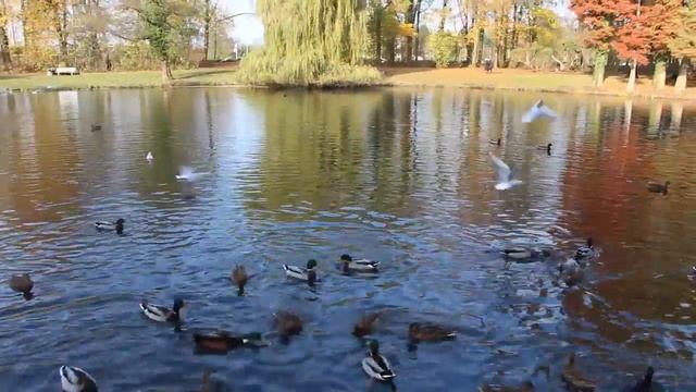 Приехали кормить уток и к нам приплыли неожиданные гости (драка уток) смотреть онлайн