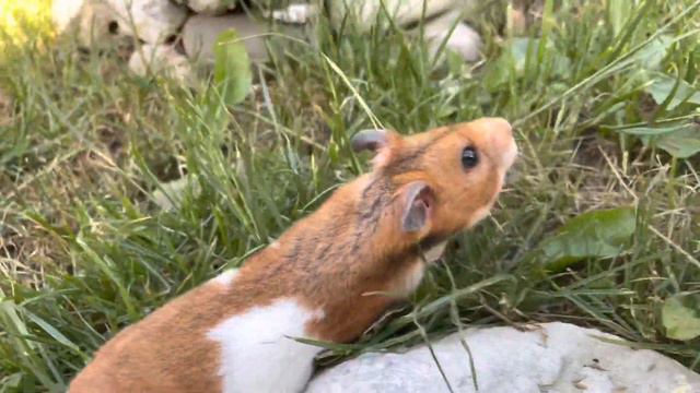 САМЫЙ ЛАСКОВЫЙ ХОМЯК В ИНТЕРНЕТЕ!!! смотреть онлайн