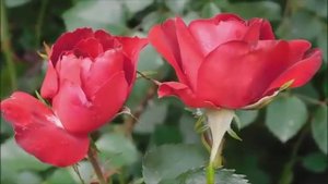 Красивая расслабляющая музыка и Красивая природа для Бессонницы и медитации