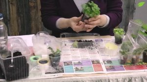 Пересадка деток фиалок в горшок