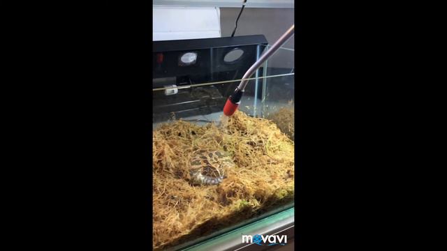 Разрушение мифов о лягушках