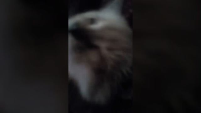 Бедный Утёнок смотреть онлайн