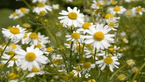 Особенности ромашки полезные свойства и противопоказания