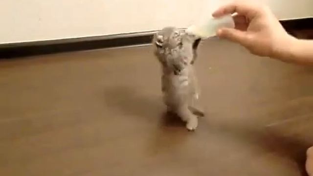 Прикольное видео, как котёнок дико пьёт молоко=) смотреть онлайн
