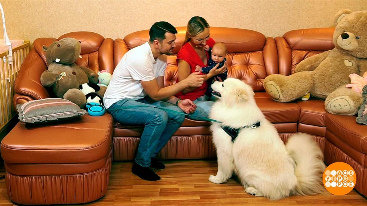 Собака - друг малыша! Доброе утро. Фрагмент выпуска от 08.10.2020