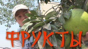 Фруктовые мечты: бесхозные фруктовые деревья