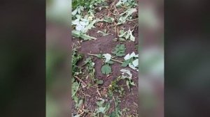 Как поймать крота на тройники 2