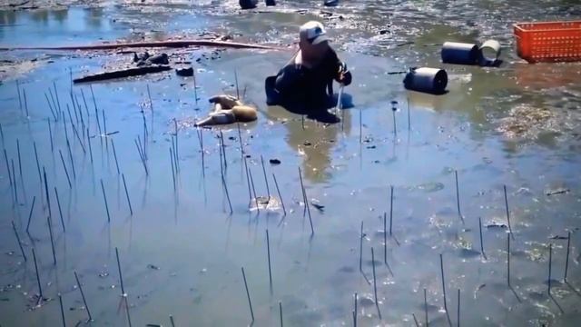 Необычный Способ Добычи Молюска Гуидак и Его Приготовления смотреть онлайн