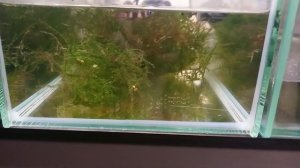 Эпиплатис факельный (Epiplatys annulatus)