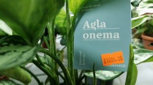 Обалденный обзор растений в Мире цветов!