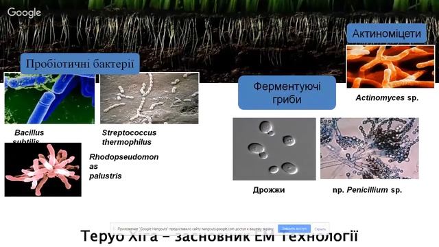 Органический огород: что делать осенью