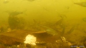 ? Реакция рыбы на КОФЕ. Подводные съемки рыбалки. Кофейная отработка для карпа/сазана/леща/карася.