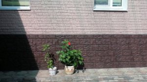 Проблемы с утеплением дома. Короед или полифасад