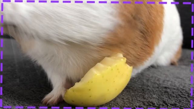 Жара для морских свинок|тепловой удар|СВИНКИ с МОРЯ смотреть онлайн