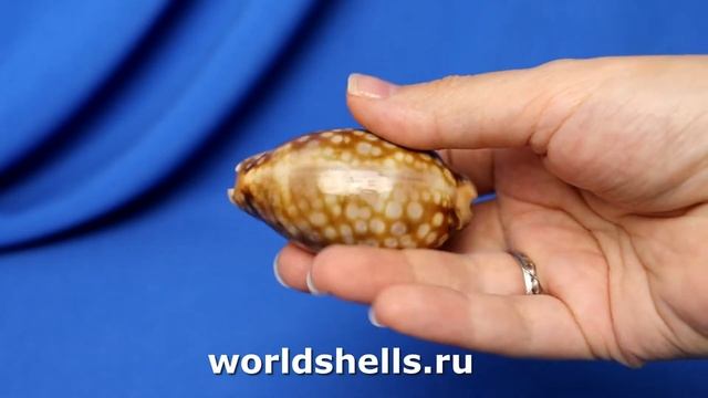 Ципрея зебра (Cypraea zebra) 6,3 см. смотреть онлайн