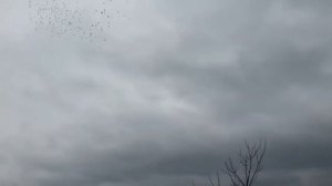 Огромная стая птиц, Грандиозно меняющая формы туча.