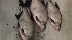 лещ на фидер