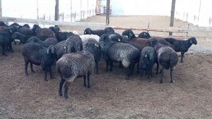 Бараны-пробники. Искусственное осеменение овец.