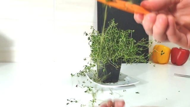 How To Separate Thyme Leaves From Stems? Herb Stripper Thyme Stripper Kale Stripper смотреть онлайн