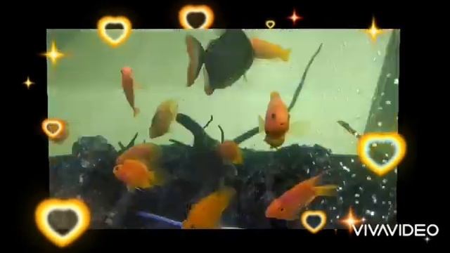 Аквариум Рыбки попугайчики и пираньи Релакс под музыку Аквариумные рыбки смотреть онлайн
