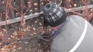 Осенняя обрезка винограда. Обрезка винограда под черную головку