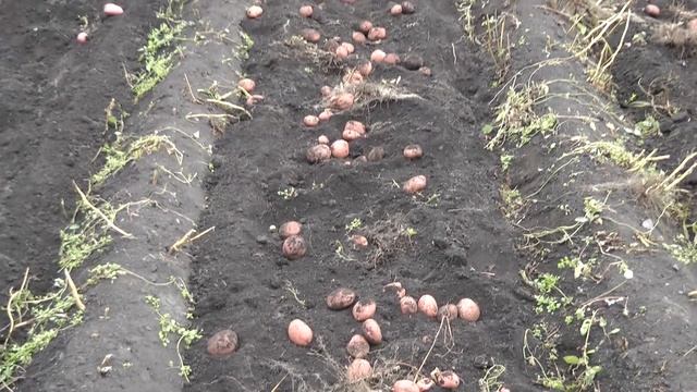 картофелекопалка к мотоблоку