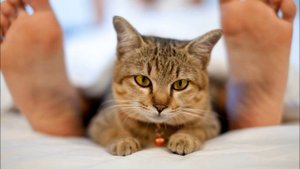 Шесть причин .  Почему кошки спят на человеке .