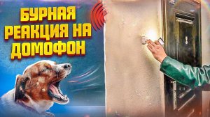 Бурная реакция на домофон (Один из способов)