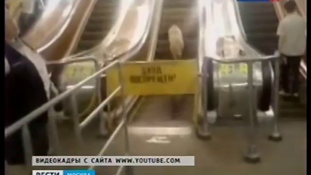 Собаки в московском метро. Dogs in the Moscow subway. смотреть онлайн