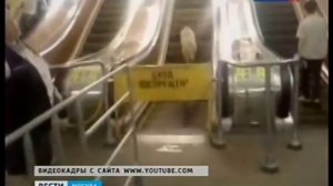 Собаки в московском метро. Dogs in the Moscow subway.