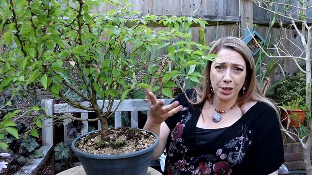 Starting a new Bonsai from nursery stock - Prunus incisa смотреть онлайн