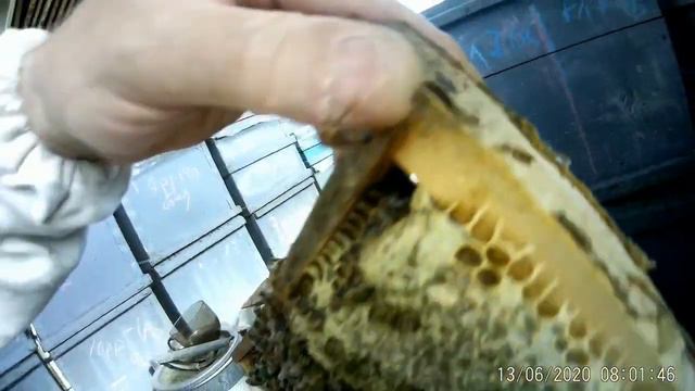 Пасека не роится.Мирный договор с пчелами.Я даю им работу пчелы не роятся. смотреть онлайн