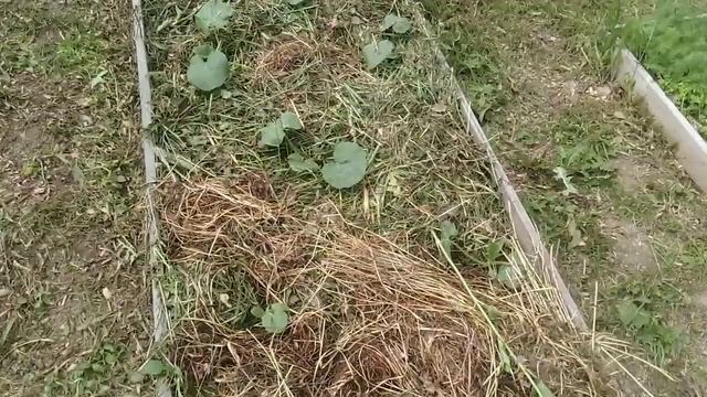 Дачный дневник, что растет на даче июнь 2019 смотреть онлайн