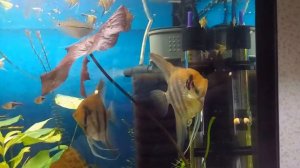 Малькам скалярии месяц + Мальки гурами