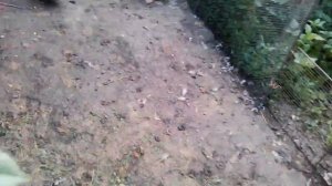 Утятам месяц взвешиваем.Агидель и голубой фаворит.