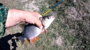 Этот Язь Взорвал Мой Могзг/Язь Гнёт Удочку/Рыбалка Мечты/Язь Рыба Моей Мечты